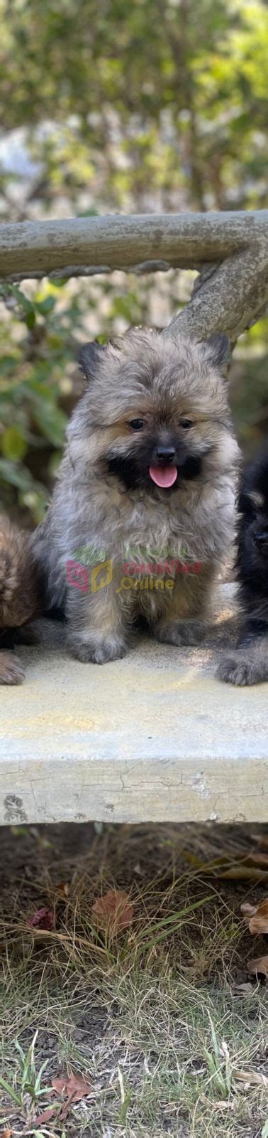 For Sale Male Pomeranian Mix Delivery Available