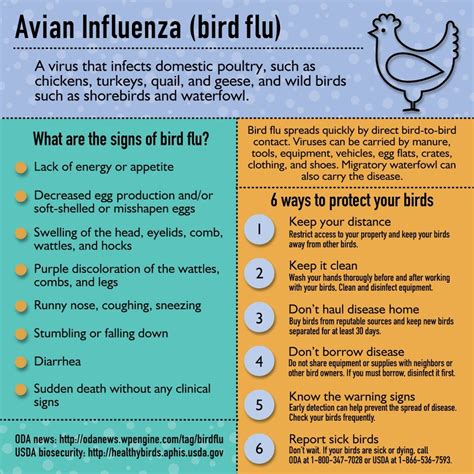 Symptoms Of Avian Flu In Wild Birds Unique Rare Bird