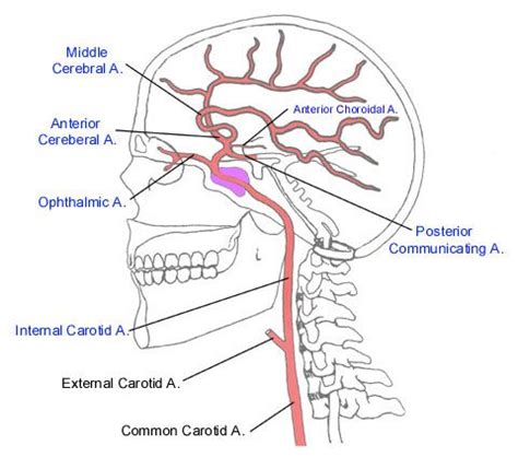 It arises around the level of the third cervical vertebra when the common carotid bifurcates into this artery and its more superficial counterpart, external carotid artery. internal carotid artery branches mnemonic - Google Search ...