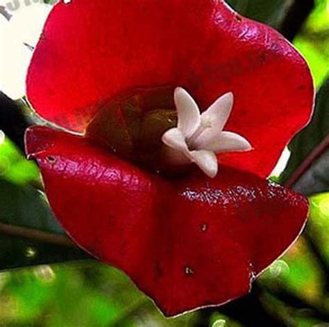 2019 Red Lips Flower Seeds Rare Flower Pots Psychotria Elata Flower
