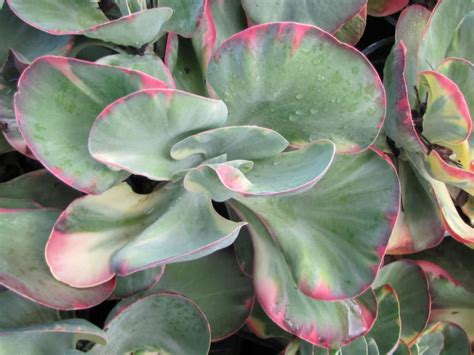 Kalanchoe Luciae Fantastic World Of Succulents