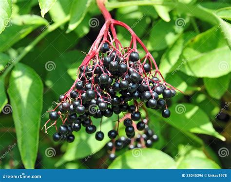 Some Ripe Elderberry On Branch Stock Photo Image Of Fresh Acidy