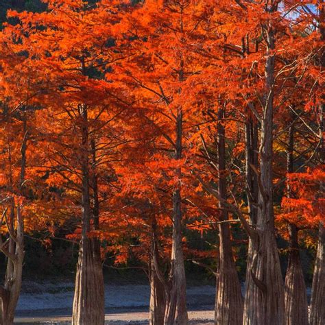 Bald Cypress Fall Color And Deciduous Perfect For East Side Of The