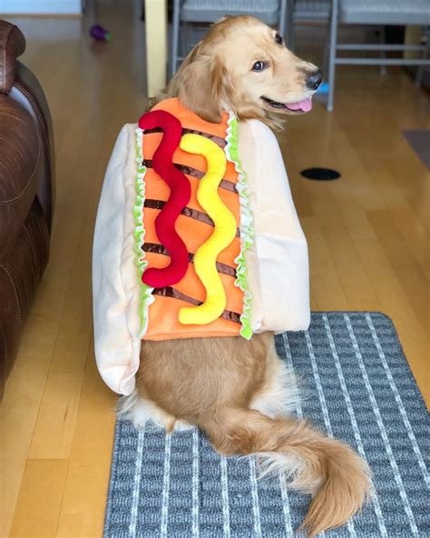 Hot Dog Halloween Costume Contest