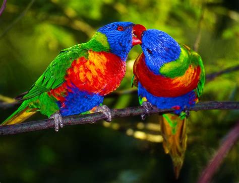 Hd Wallpaper Colorful Bird Rainbow Parakeet Rainbow Parakeets Kissing Wallpaper Flare