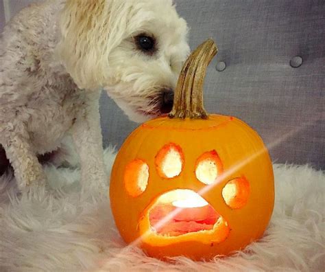 Dog Pumpkin Carvings To Showcase Your Puppy Love This Halloween