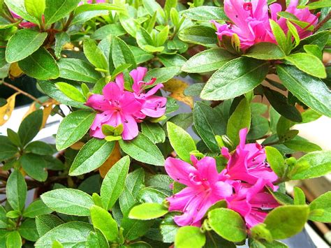 Azalea Flowers Garden Nature Shrub Pink Hd Wallpaper Peakpx