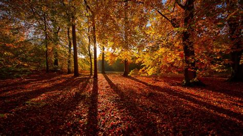Forests Forest Scenery Autumn Cool Amazing Lovely Trees