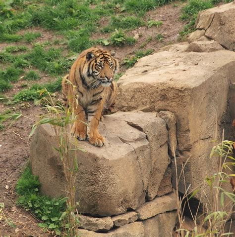 Chester Zoo Sumatran Tiger Olympus Digital Camera Flickr