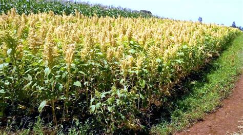 Food Fortification Offers Amaranth Seeds Market