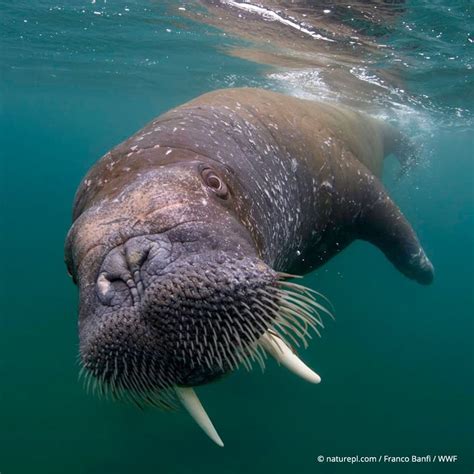 Arctic Ocean Animals List