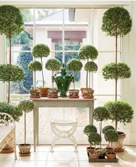 Myrtle Topiaries Friday Favorites In 2020 Topiary Indoor Topiary
