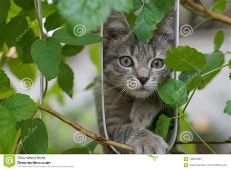 Cat Behind The Fence Surrounded By Leaves Stock Image Image Of Animal
