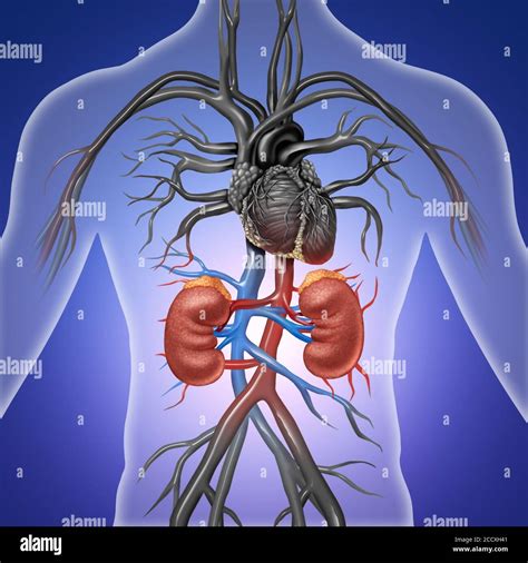 Human Kidney Medical Diagram Hi Res Stock Photography And Images Alamy