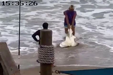Florida Man Accused Of Beating Shark With Hammer Arrested Narrative News