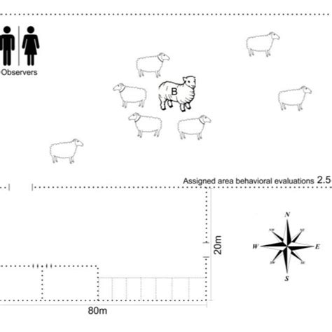 Diagram Of The Experimental Area For Evaluations Of Sexual Behavior Of Download Scientific