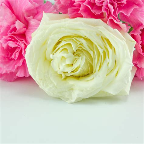 White Rose Stock Photo Image Of Rose Love Beautiful 39668464
