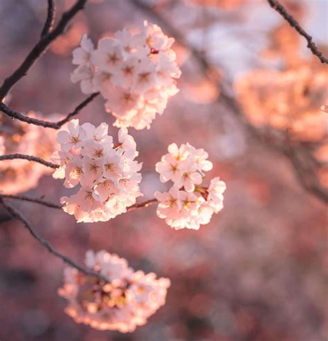 Amazing Photos Of Peak Cherry Blossom Bloom In Dc