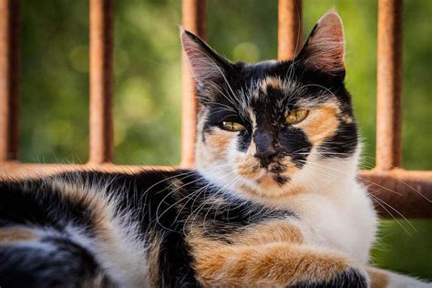 Calico Cat Colours Explained With Photos Cat World