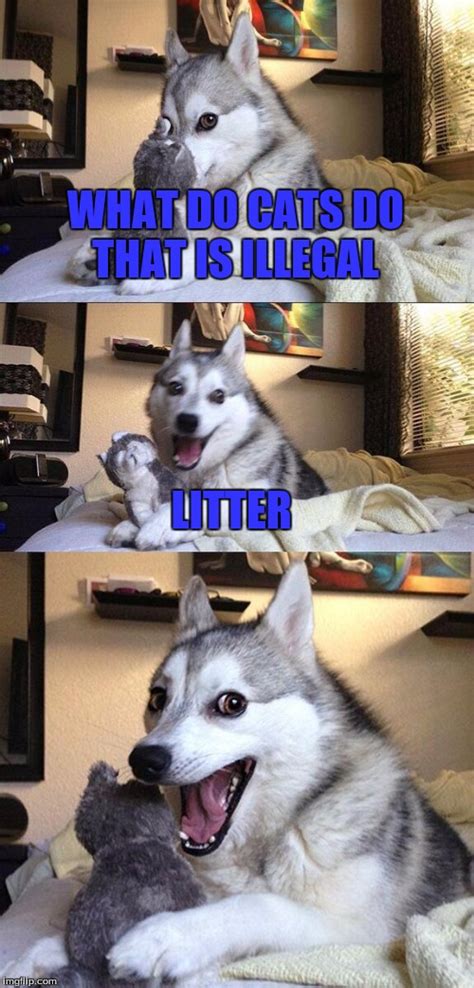 As divisive as these creatures are, every cat lover understands why they make such amazing pets. Cat Puns - Imgflip