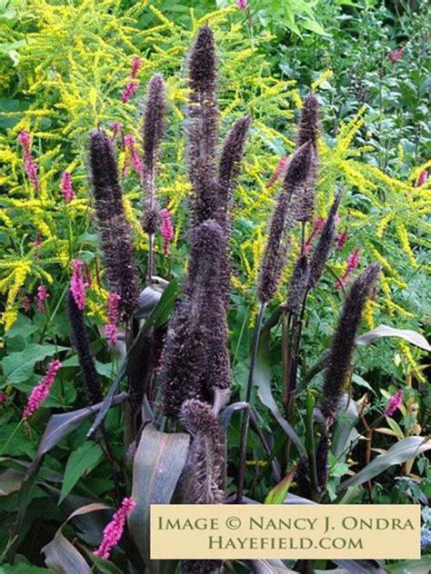 From poppy seeds to calendula seeds dobies range of flower seeds has something for everyone! image 0 | Unusual flowers, Seeds, Seeds for sale