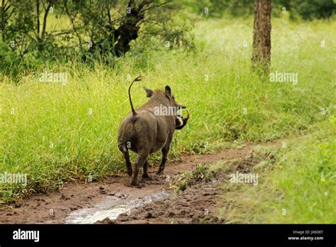 Warthog Kruger National Park South Africa Stock Photo Alamy