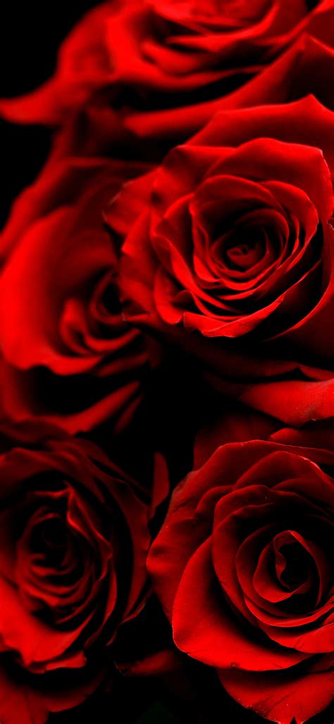 49 Beautiful Rose Iphone Wallpaper Hd Quality