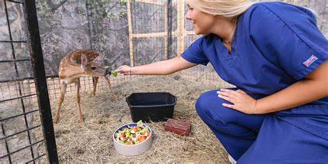 Top 175 Wild Animal Rescue And Transit Facility Centre