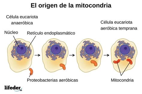 Evolución Celular Qué Es Y Teorías Del Origen De Las Células