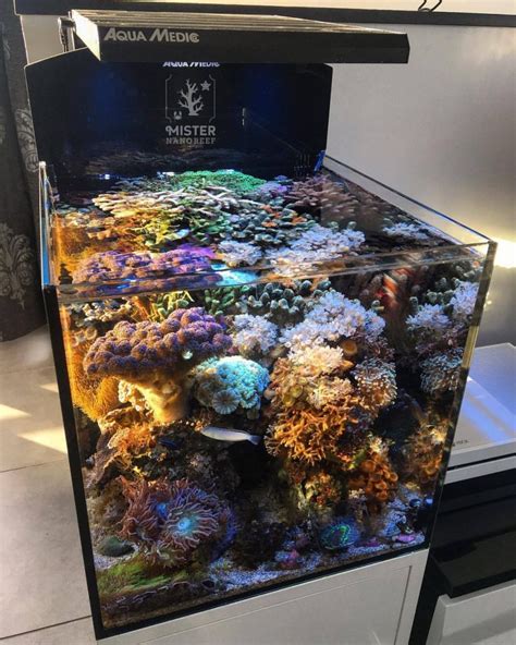 Fajarv Starting A Nano Reef Tank Guide