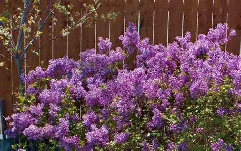 Buy Bloomerang Purple Lilac 3 Gallon Shrubs Butterfly Attracting