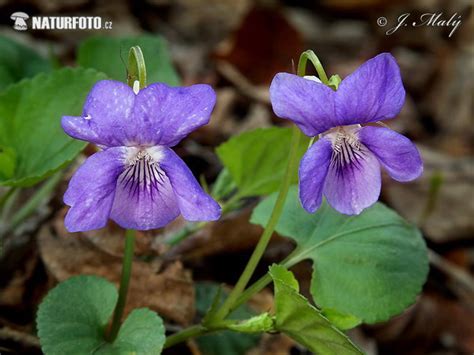 Sweet Violet Photos Sweet Violet Images Nature Wildlife Pictures