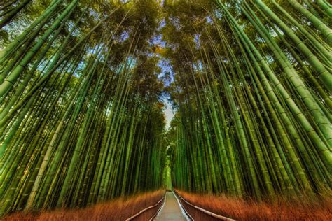 Snow On A Trail In A Bamboo Forest In Japan Smithsonian Photo