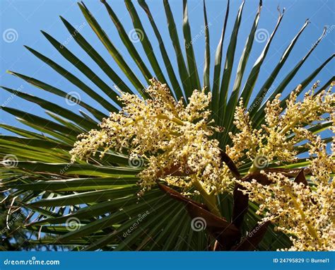 Palm Tree Flowers Royalty Free Stock Images Image 24795829