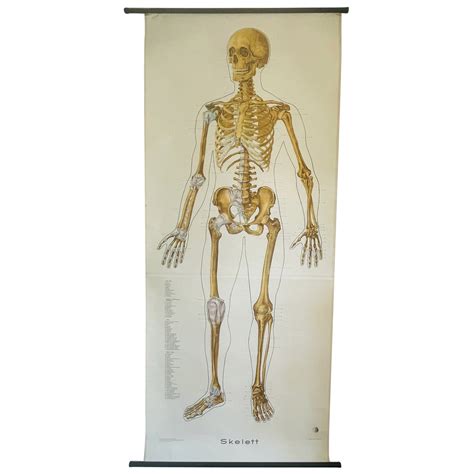 Authentic Vintage Anatomy Pull Down Chart Rare Medical School Chart