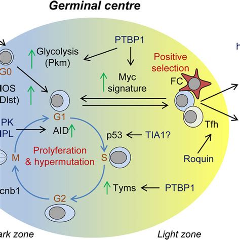 Role Of Rna Binding Proteins Rbps In The Germinal Center Gc