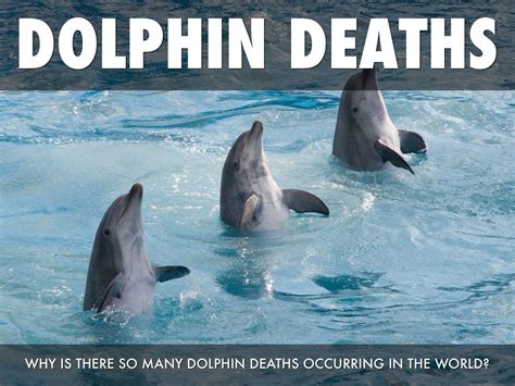 Dolphin Deaths By Aspen Kibel