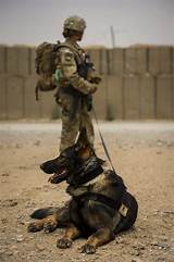 Dog Handler Army Training Images