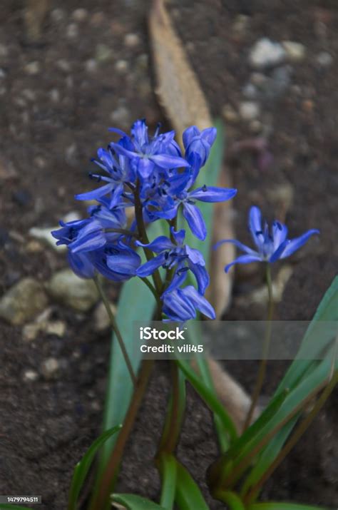 Beautiful Spring Blue Scilla Bifolia In Bloom In A Garden Stock Photo