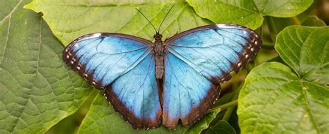 Blue Morpho Butterfly · Tennessee Aquarium