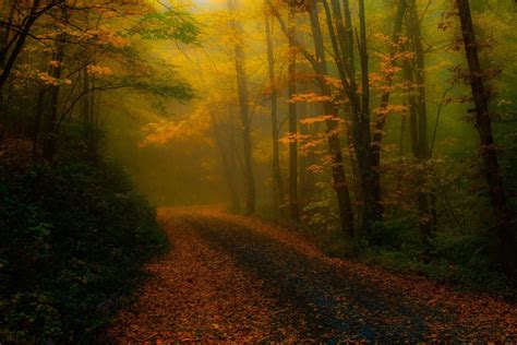 Nature Landscape Fall Leaves Forest Road Mist Sunlight Trees Atmosphere
