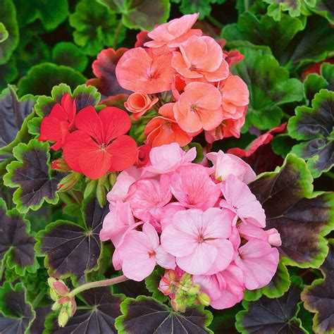 Geranium Black Velvet Mixed Pre Planted Pot Van Meuwen