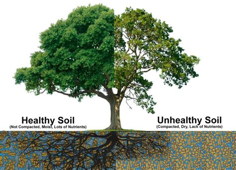 Relationships are a necessary part of healthy living, but there is no such thing as a perfect relationship. Soil Compaction - Tree Service Experts