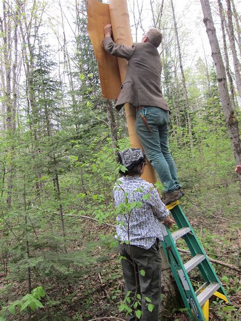 Building A Birch Bark Canoe Collecting Materials Robin Wood Birch
