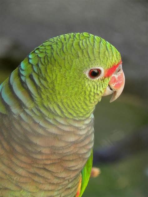 8 Top Large Parrots To Keep As Pets Parrot Species Pets