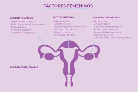 Principales Causas De Infertilidad Femenina Crea Clínica De Reproducción Asistida Y