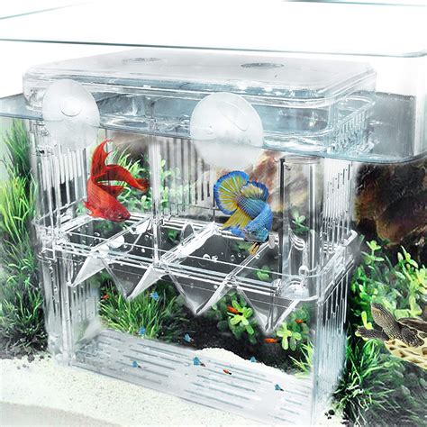 Buy Fortune Star Fish Breeding Box Aquarium Fish Tank Hatchery Incubator Breeder Box Fish