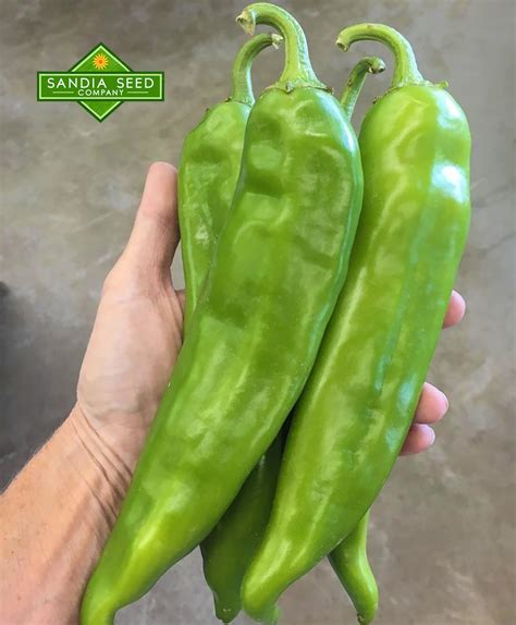 How To Fertilize Hatch Chile Plants Sandia Seed Company