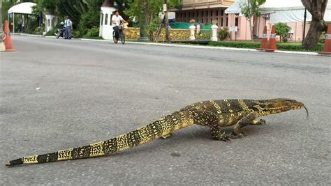 Giant Lizard In Streets Of Bangkok The Asian Water Monitor Water