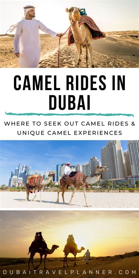 720 buckaroos have listed 'ride a camel' as one of their life goals @bucketlist.india 1993 & egypt 2000. Pin on Dubai